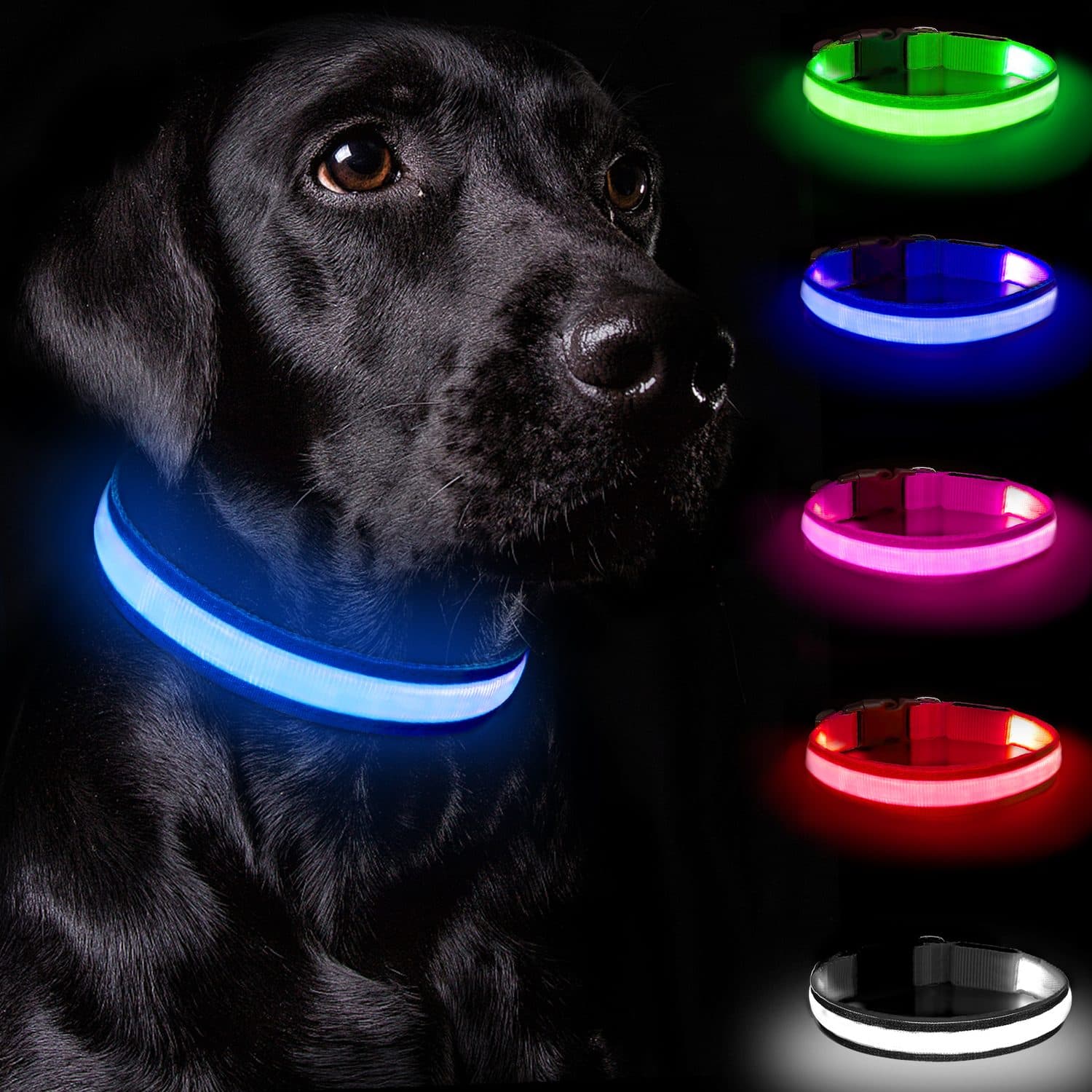 Rechargeable LED Light Up Dog Collar - Medium