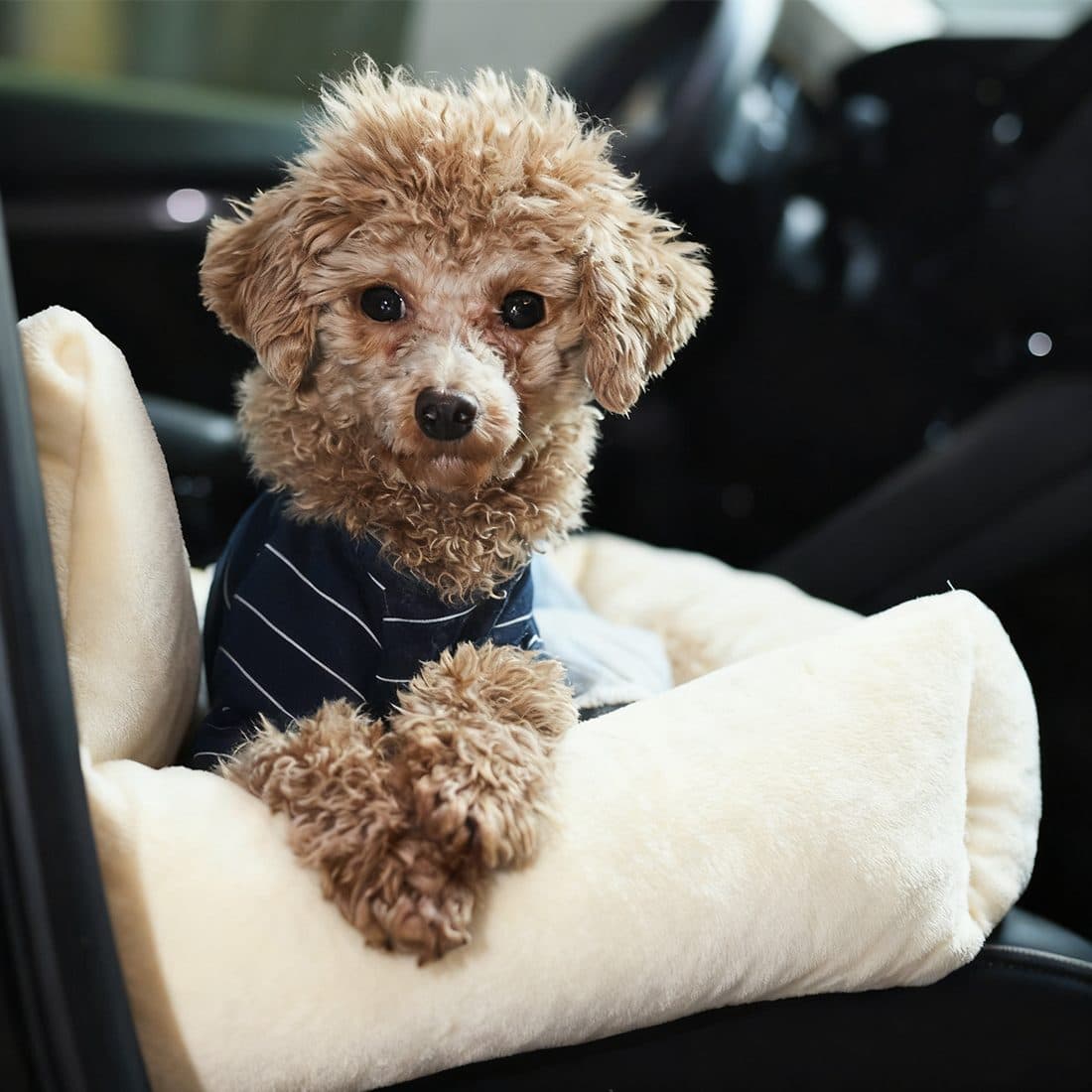 Plush Travel Dog Bed with Built-In Safety Harness - image 3
