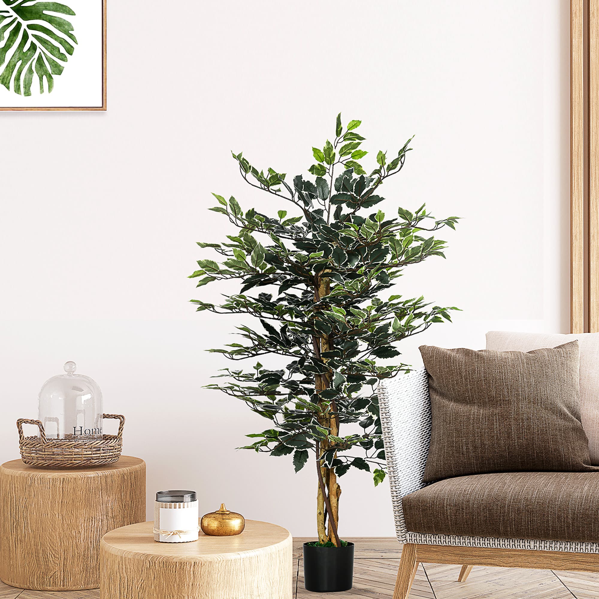 A Tall Ficus Tree That Needs No Watering, Ever - image 9
