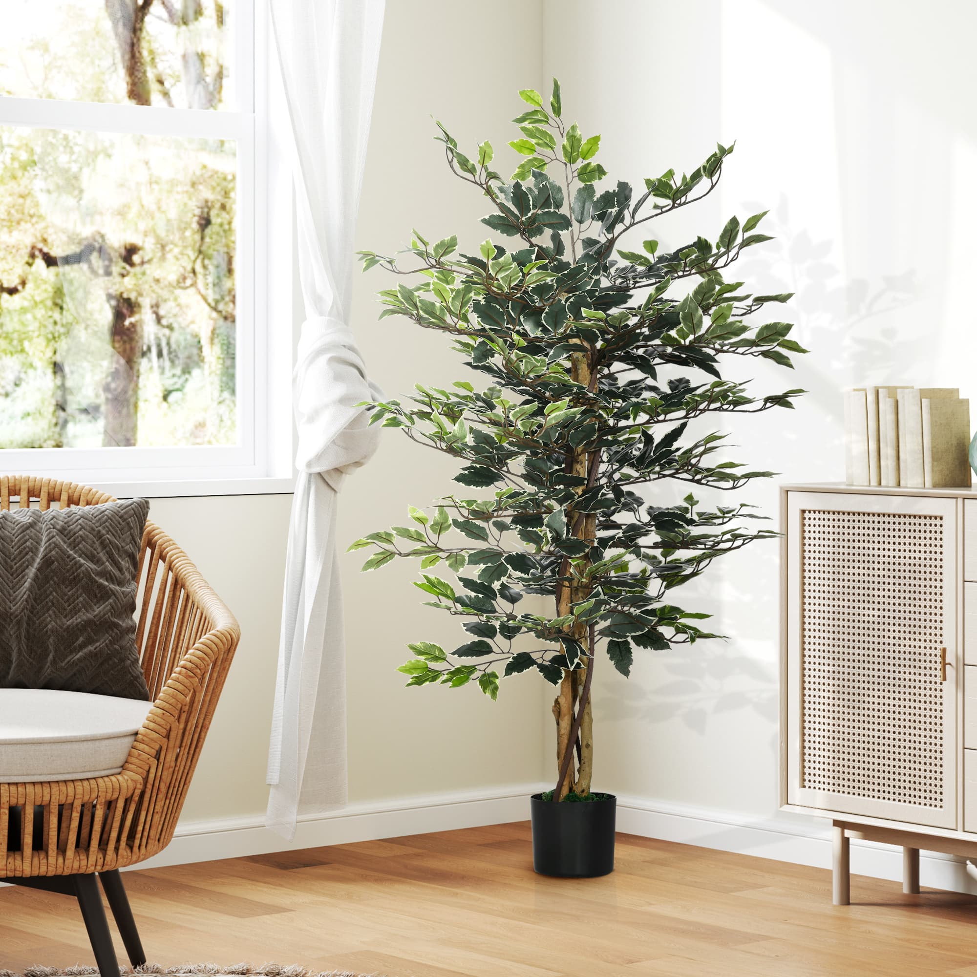 A Tall Ficus Tree That Needs No Watering, Ever - image 10