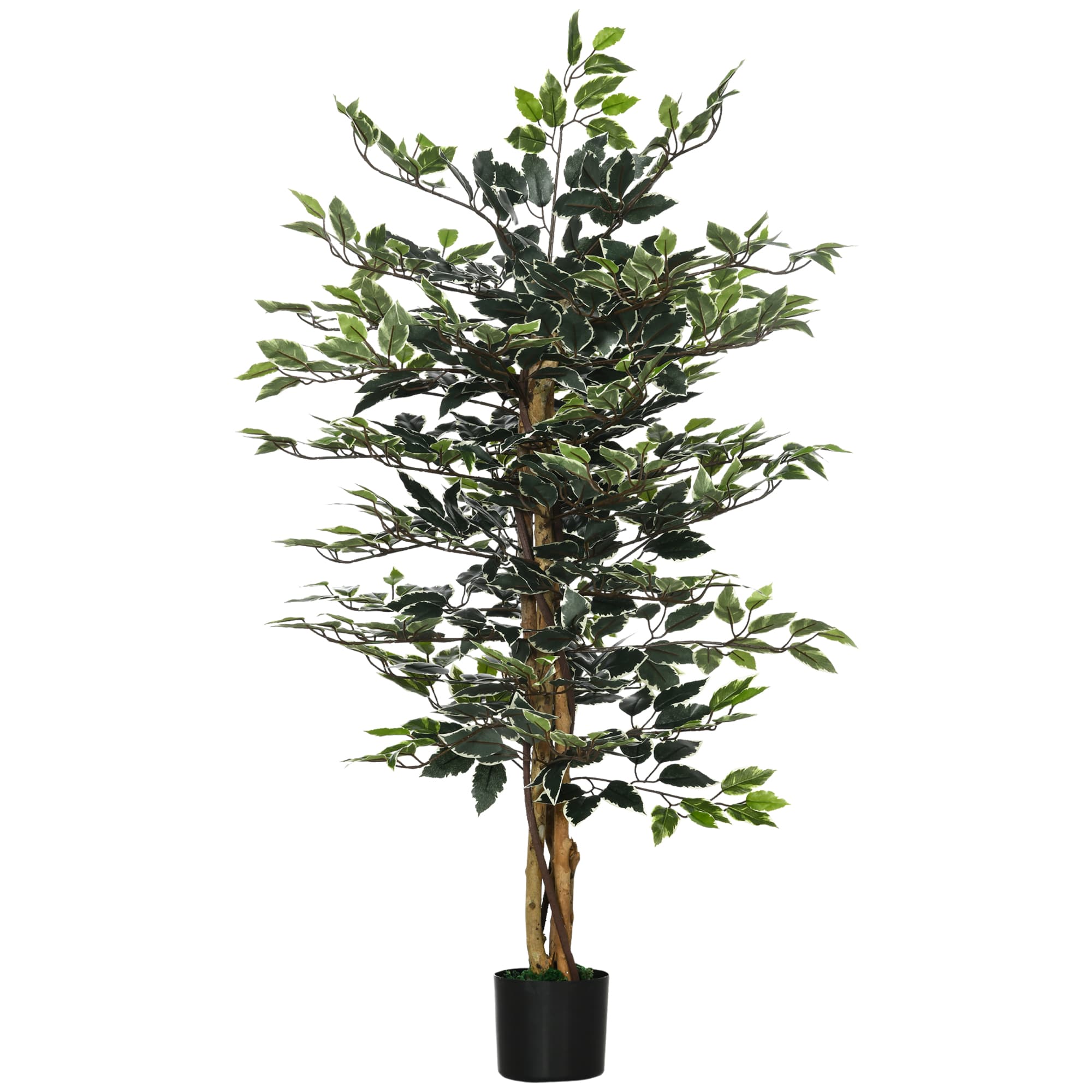A Tall Ficus Tree That Needs No Watering, Ever - Green