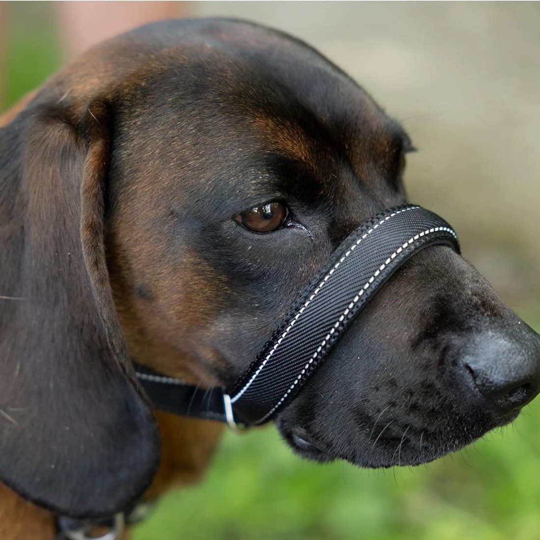 Integrated Anti-Pull Muzzle & Leash for Dogs - image 4