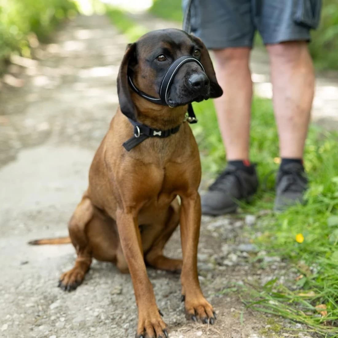 Integrated Anti-Pull Muzzle & Leash for Dogs - image 7