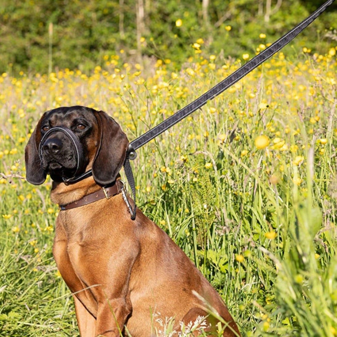 Integrated Anti-Pull Muzzle & Leash for Dogs - image 1