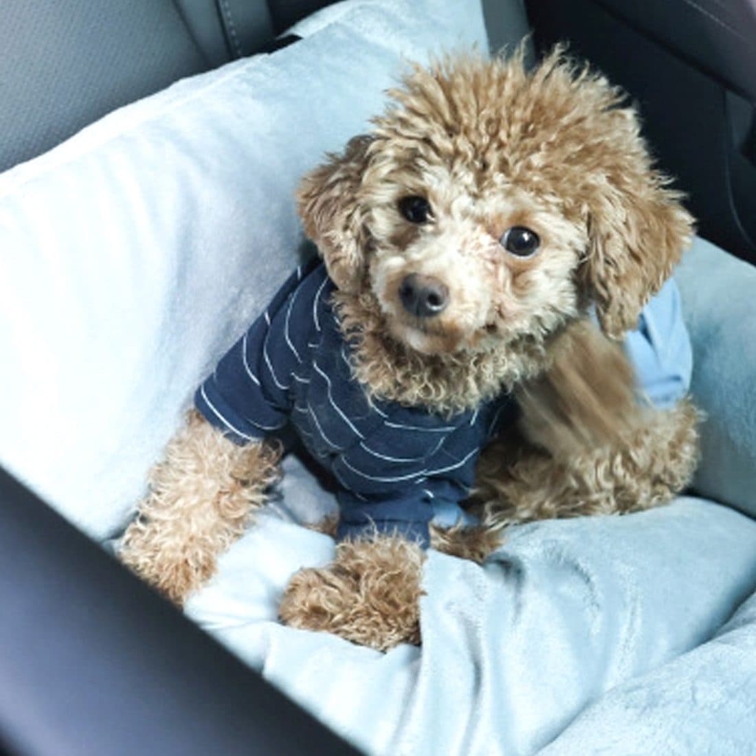 Washable Travel Dog Bed with Safety Harness for Car Journeys - image 1