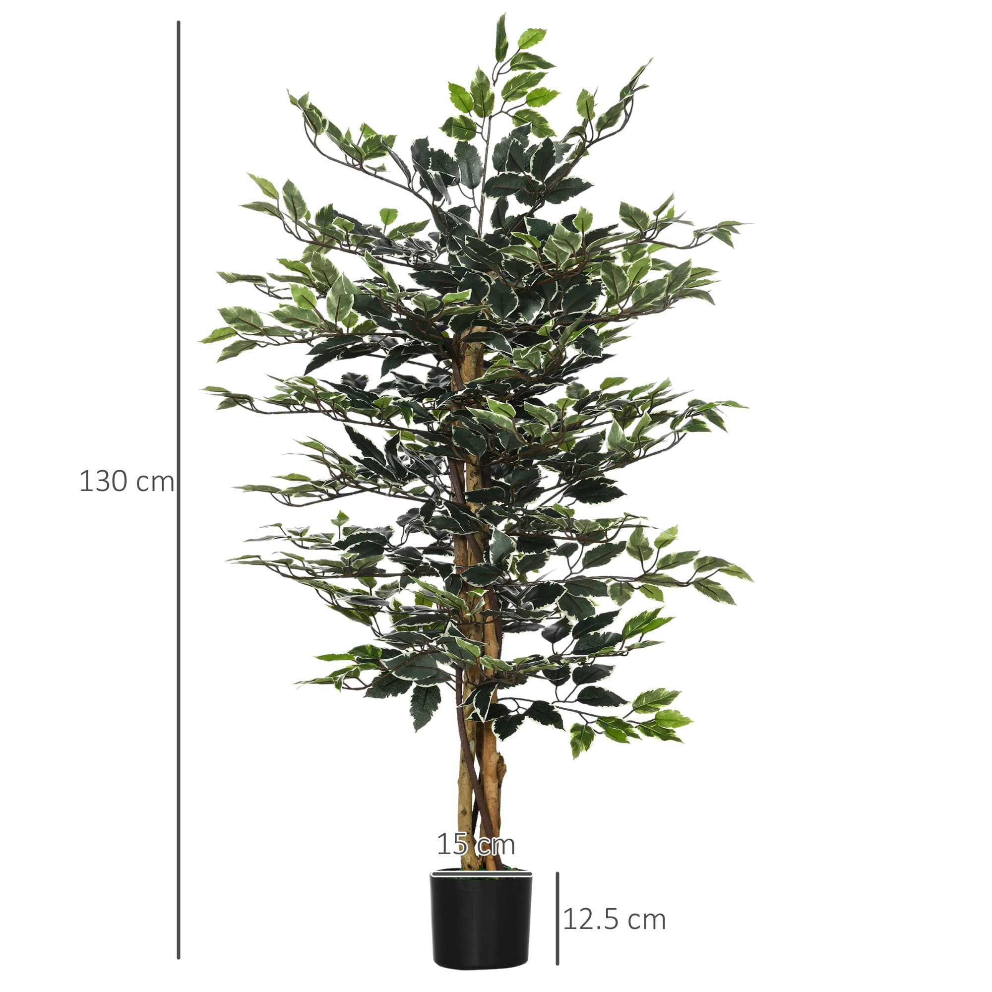 A Tall Ficus Tree That Needs No Watering, Ever - image 2