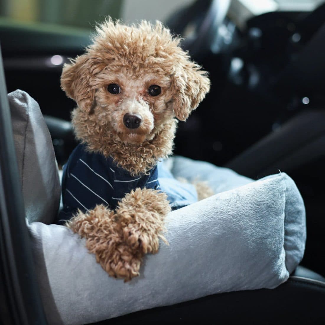 Washable Travel Dog Bed with Safety Harness for Car Journeys - image 6